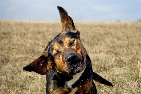 Ear Cancer In Dogs Symptoms Causes Diagnosis Treatment Recovery