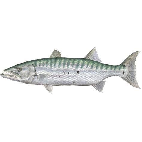 Alibaba.com offers 369 barracuda fish products. Barracuda - Lorpex Fish