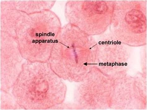 Maybe you would like to learn more about one of these? 17 Best images about Lab 7: Mitosis - Animal Cells on ...