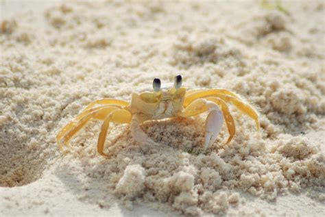 Yellow And White Crab On White Sand Beach During Daytime · Free Stock Photo