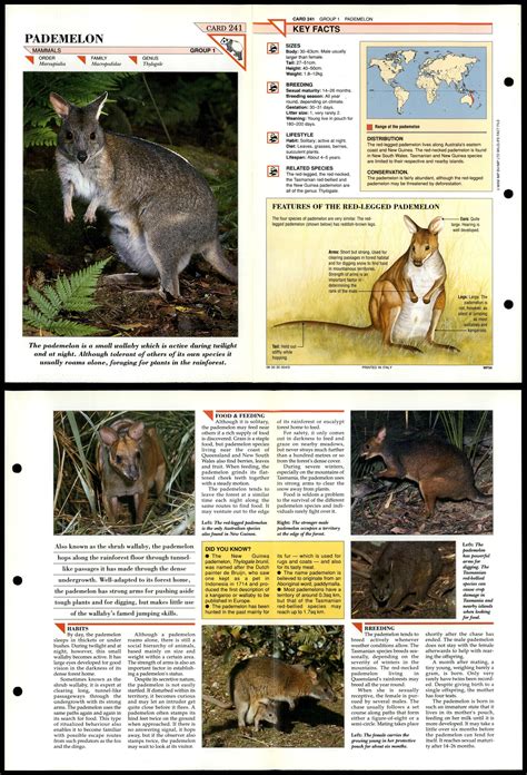 Pademelon 241 Mammals Wildlife Fact File Fold Out Card