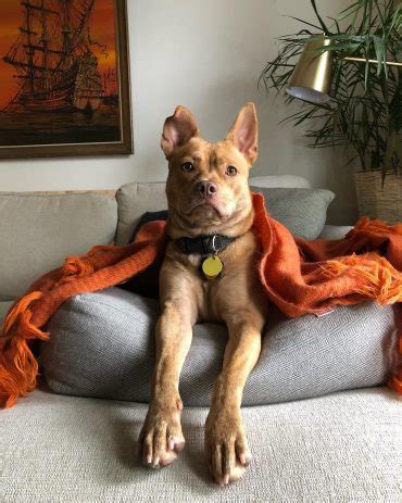It's a rare crossbreed but it takes the best traits from the parent. Pitbull Chihuahua Mix: A Guide to Owning a Chipit - K9 Web