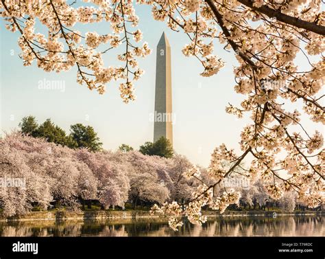 Washington Monument Towers Above Cherry Blossoms Around The Tidal Basin