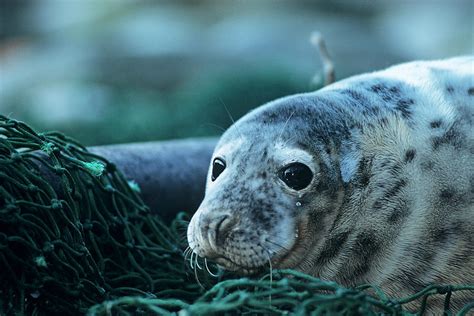Juvenile Grey Seal Photograph By Duncan Shawscience Photo Library