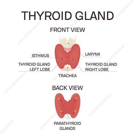 Thyroid Gland Illustration Stock Image F0321321 Science Photo