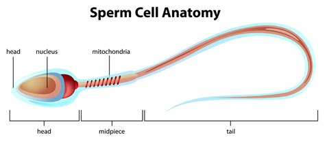 Understanding Sperm Production Human