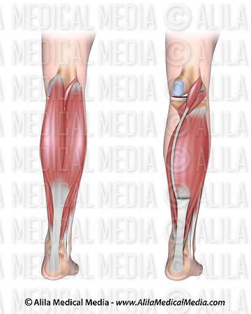 Alila Medical Media Lower Leg Muscles Posterior Unlabeled Medical