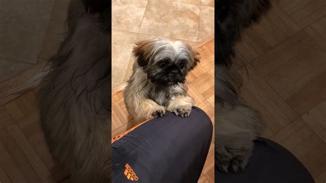This means that the shih tzu is undernourished. Lucy, five month old shih tzu puppy begging for food - YouTube