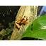 Clown Tree Frog Dendropsophus Leucophyllatus >> Amphibian Care