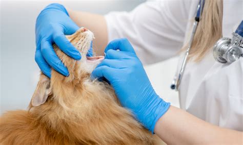 Pet Dental Care Tips To Manage Your Pets Oral Health Veterinarian