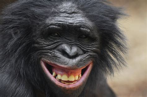 Bonobo Foto And Bild Tiere Zoo Wildpark And Falknerei Säugetiere