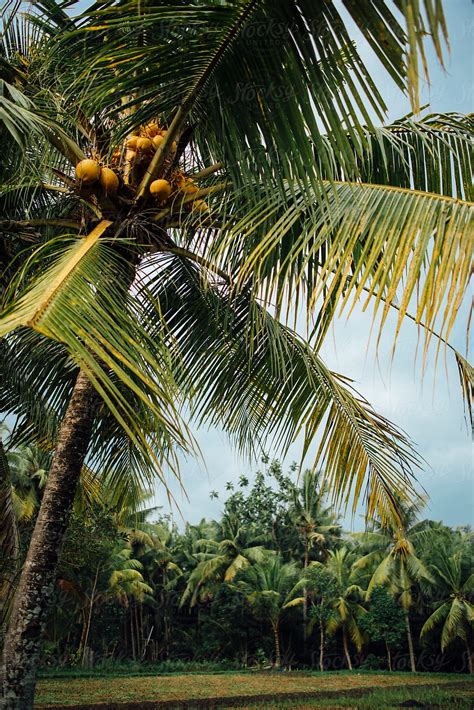 Coconut Palm Trees On Tropical Island By Stocksy Contributor