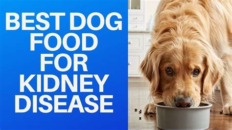 Blue buffalo ks has lower phosphorus levels than some competing brands, making. 🐕 Best Dog Food For Kidney Disease | Kidney recipes, Dog ...