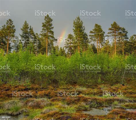 Pine Forest After The Rain Marshland Stock Photo Download Image Now