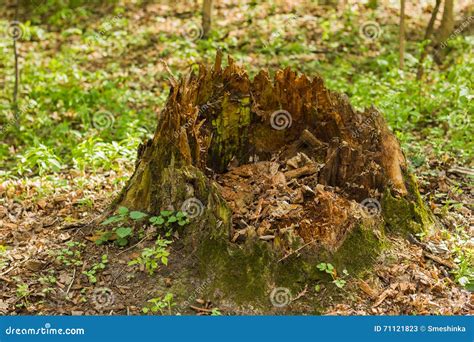 Rotten Tree Lying On The Forest Ground Stock Photography