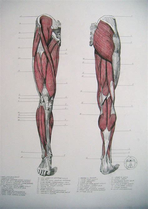 Human Leg Muscle Diagram Diagram Illustrating Muscle Groups On Leg Front Postcard
