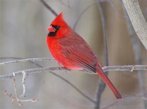 Northern Cardinal Backyard Birds Of Great Falls · Inaturalist