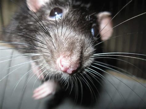 Rat Behavior What Is Your Rat Expressing The Pet Savvy