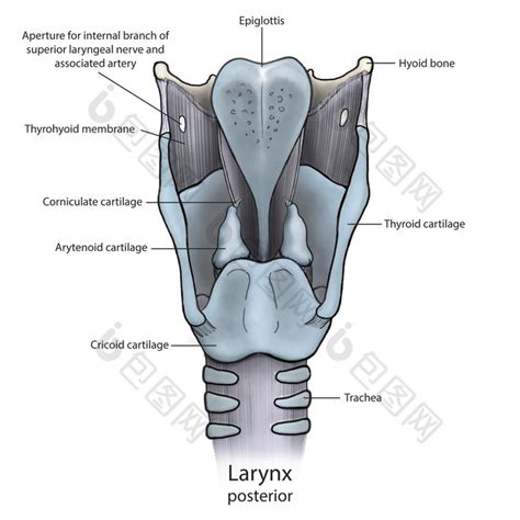 人体喉咙骨骼解剖示例图图片 包图网