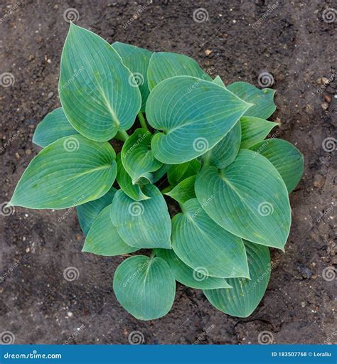 Hosta Is Genus Of Plants Commonly Known As Hostas Plantain Lilies Or