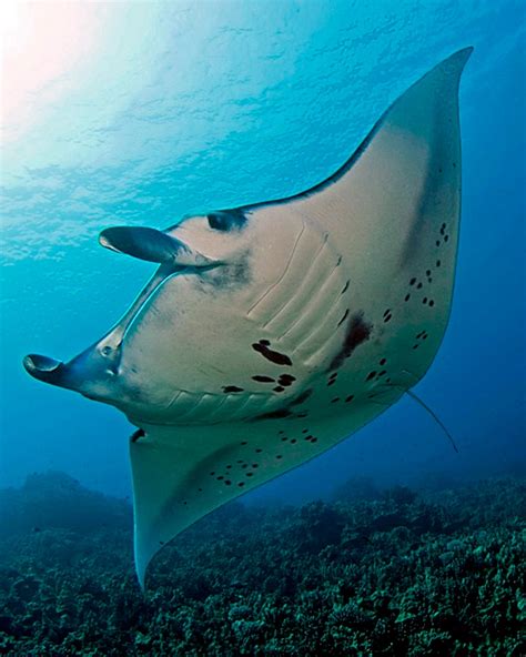 Dlnr To Hold Manta Ray Viewing Rules Meeting Big Island Now