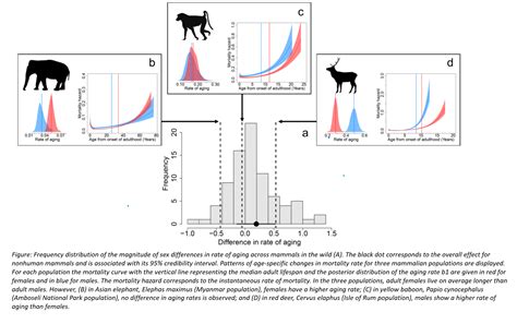 sex differences in adult lifespan and aging rates of mortality across wild mammals serving
