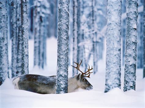 Reindeer Trees Snow Animals Forest Winter Wallpapers Hd Desktop