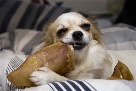 Destructive Chewing Simple Reasons Why Your Dog Is Eating Everything