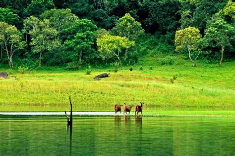 Thekkady Travel Guide Periyar National Park Cutekerala