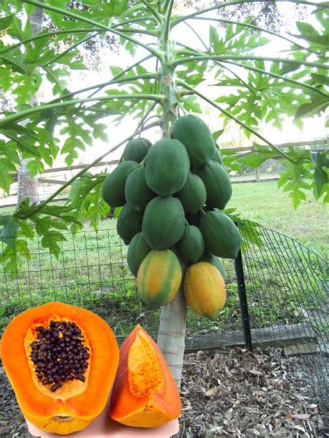 Papaya Live Plant For Outdoor Gardening
