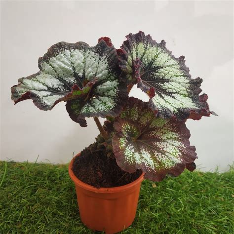 Begonia ‘jurassic Silver Swirl Nurserybuy