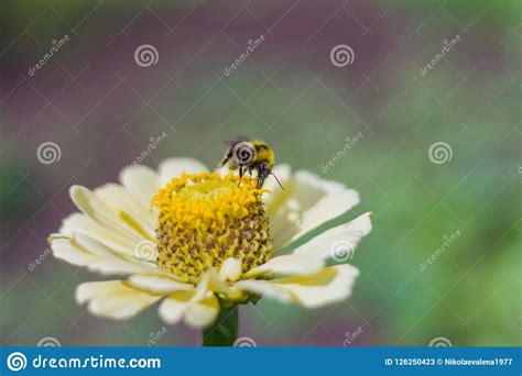 Bee Collecting Pollen On Yellow Zinnias In The Garden Stock Image