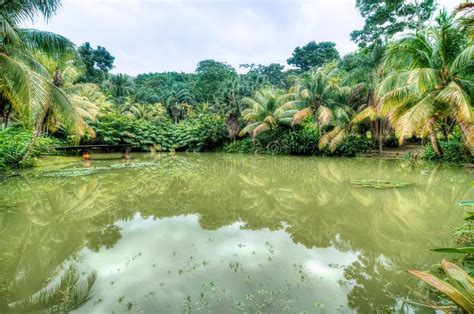 Lago Tropicale Nella Foresta Di Cranbrook Giamaica Immagine Stock
