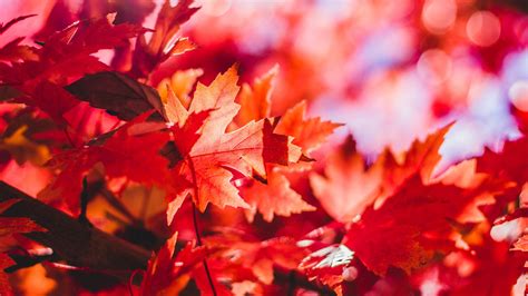 Осень Красные Листья Фото Telegraph