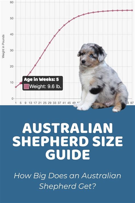 How Big Do Male Mini Australian Shepherds Get