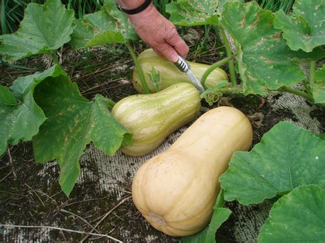 How To Grow Butternut Squash On A Trellissrzphp