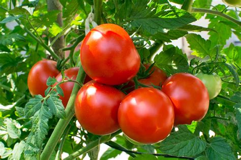 How To Plan A Better Tomato Crop This Season The Washington Post