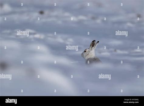 Mountain Hare Lepus Timidus Leporidae Eating Scratching On Snow