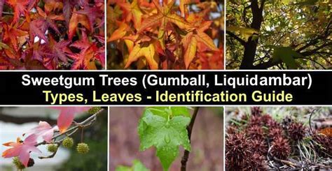 Sweetgum Trees Gumball Tree Types Leaves Identification Pictures