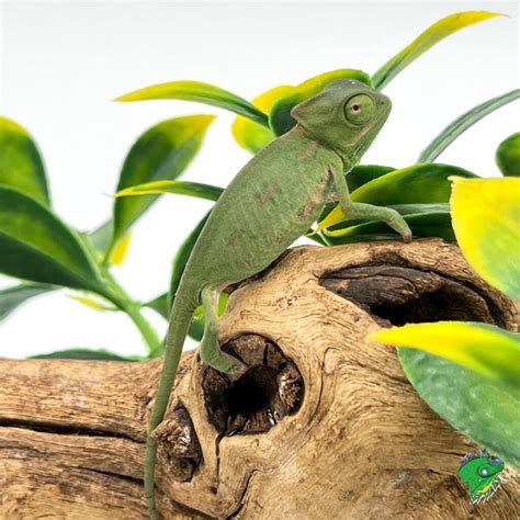 Rainbow Jacksons Chameleon Juvenile To Adult Male Strictly Reptiles Inc