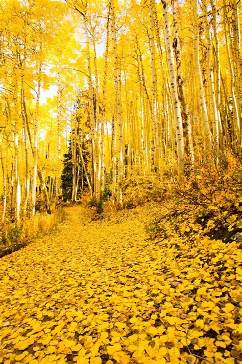 23 Photos That Prove Fall Is The Most Spectacular Season Yellow