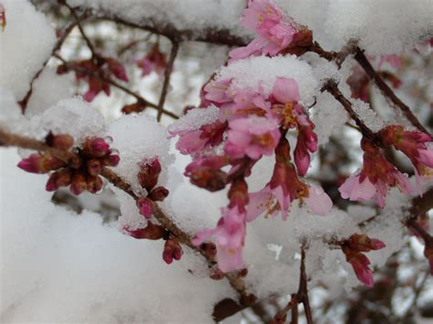 Spring Snow On Cherry Blossoms Pretty Pinterest