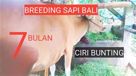 Breeding Sapi Bali Ciri Indukan Bunting Tujuh Bulan Youtube