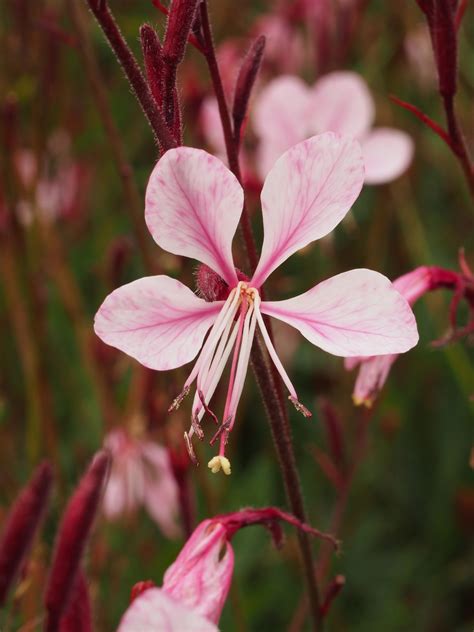 6 New Plants Featuring At Rhs Chelsea The English Garden