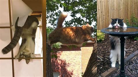 40 Of The Silliest Cats In Unexpected Situations