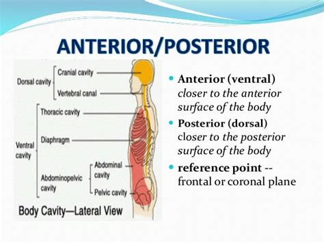 What Does Dorsal Mean In Anatomy Anatomy Book