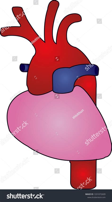 Aorta Anatomy Vector Illustration Vector De Stock Libre De Regalías