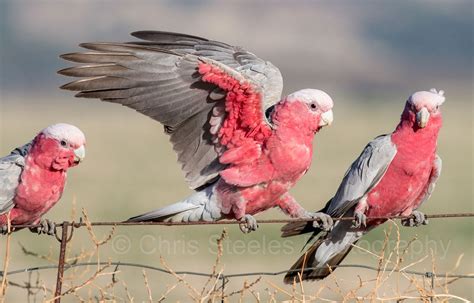 Galahs Australian Native Animals Australia Animals Australian