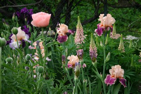 Tall Bearded Irises With Lupine An Easy To Grow Companion Plant