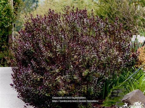 Photo Of The Entire Plant Of Hebe Veronica Odora Purpurea Posted By